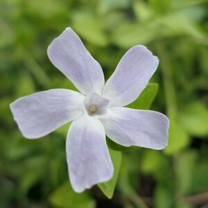 Vinca difformis 'Jenny Pym'