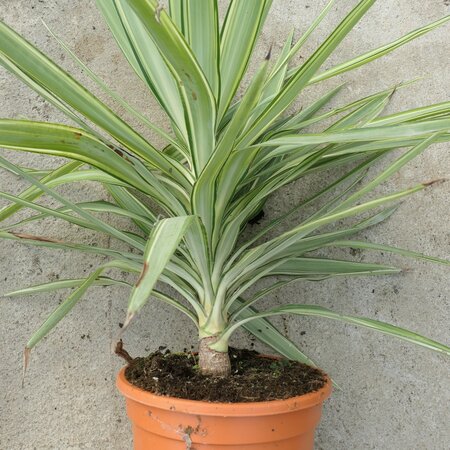 Yucca elephantipes Jewel