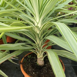 Yucca elephantipes Jewel