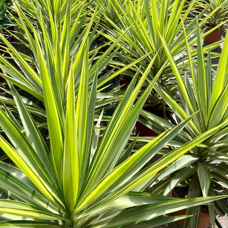 Yucca elephantipes Jewel