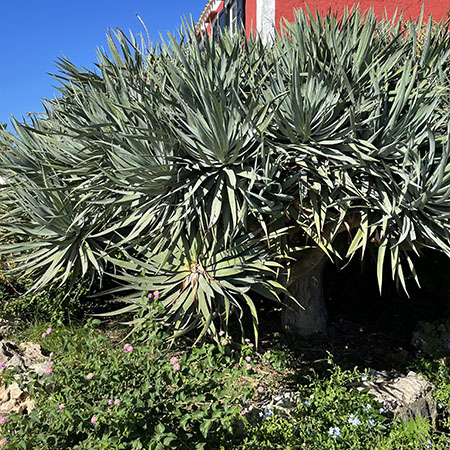 Yucca filamentosa