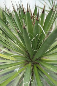 Yucca filifera