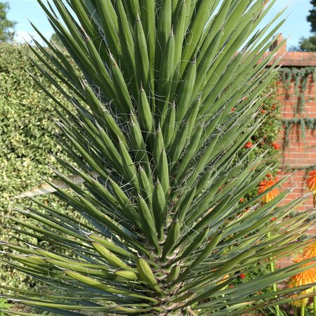 Yucca filifera