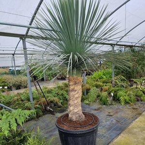 Large Yucca linearis 180 litre pot