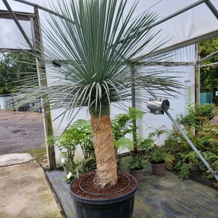 Large Yucca linearis 180 litre pot