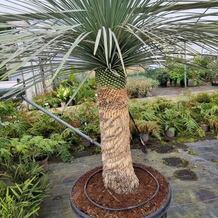 Large Yucca linearis 180 litre pot