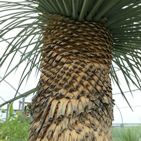 Large Yucca linearis 180 litre pot