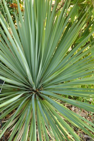 Yucca rostrata