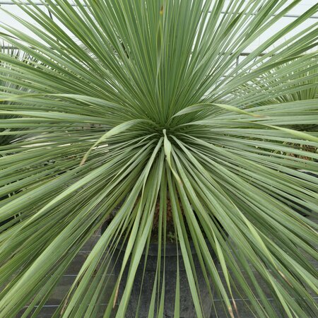 Yucca rostrata 35 litre pot