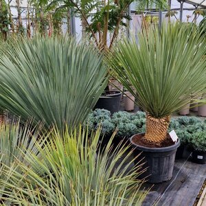 Yucca rostrata 35 litre pot